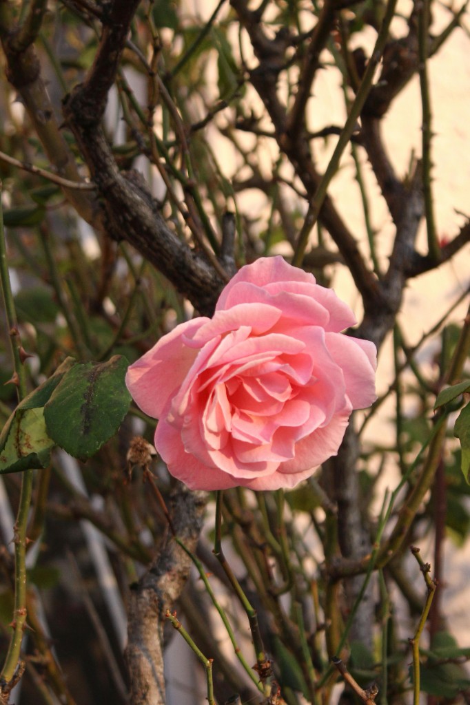 blossom